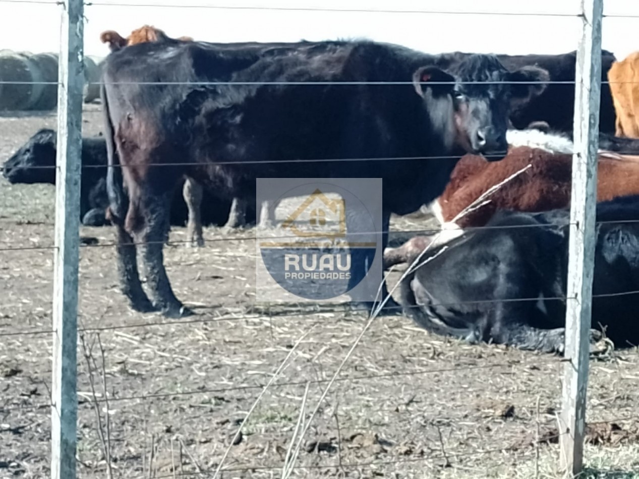 VENTA CAMPO 74 HAS