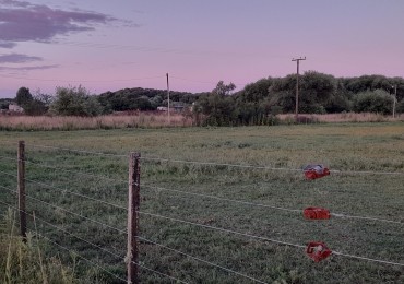 LOTE 
